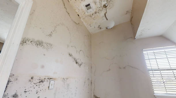  Meadow Vista, CA Mold Removal Pros