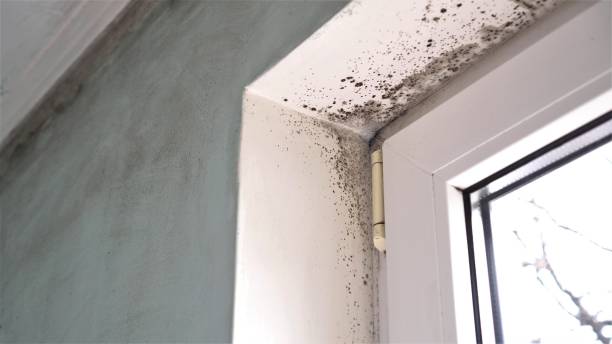 Best Air Quality Testing for Mold Spores  in Meadow Vista, CA