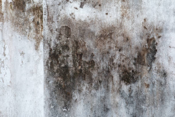 Best Airborne Mold Testing  in Meadow Vista, CA