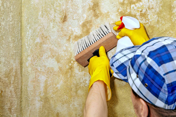 Best HVAC Mold Inspection and Cleaning  in Meadow Vista, CA