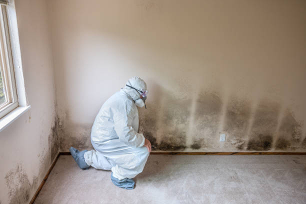 Best Environmental Consulting for Mold Prevention  in Meadow Vista, CA