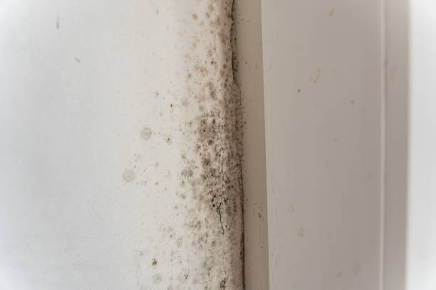 Best Mold Prevention Services  in Meadow Vista, CA