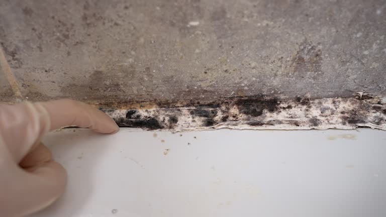 Best Dehumidification Services  in Meadow Vista, CA